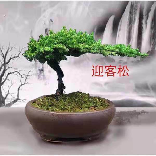 迎客松盆景真树罗汉松盆景真树四季青植物松柏盆景地柏盆景室内外