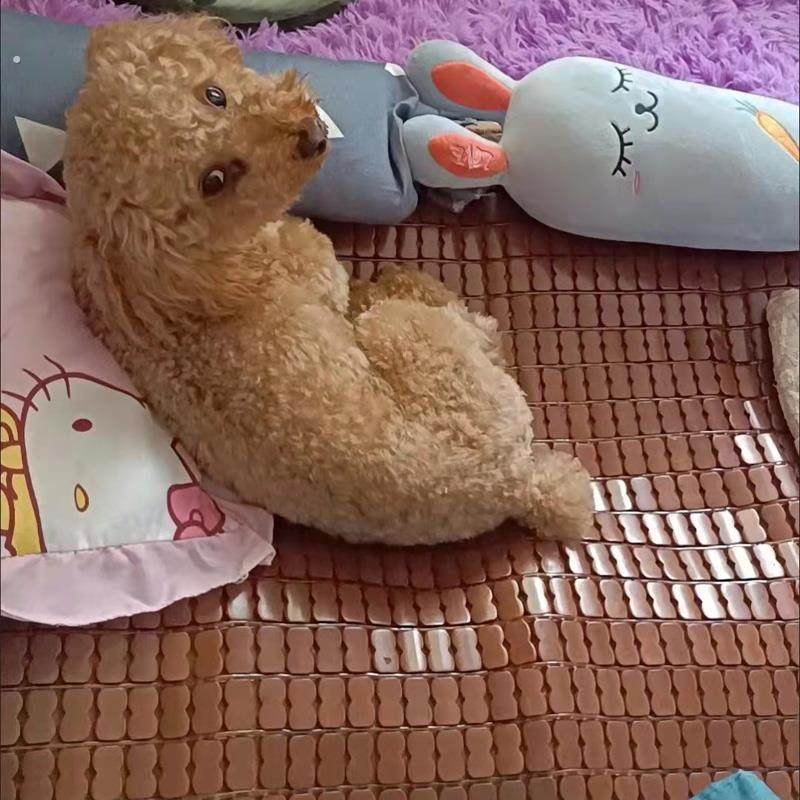 宠物凉席冰垫夏天狗窝床垫子竹席狗笼睡垫狗狗猫咪睡觉用降温凉垫,宠物/宠物食品及用品,猫狗垫子,淘宝优惠券,粉丝福利购,淘宝优惠卷