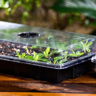 园艺育苗箱扦插盆播种育苗盒叶插穴盘闷养盖12孔24育苗箱叶插土