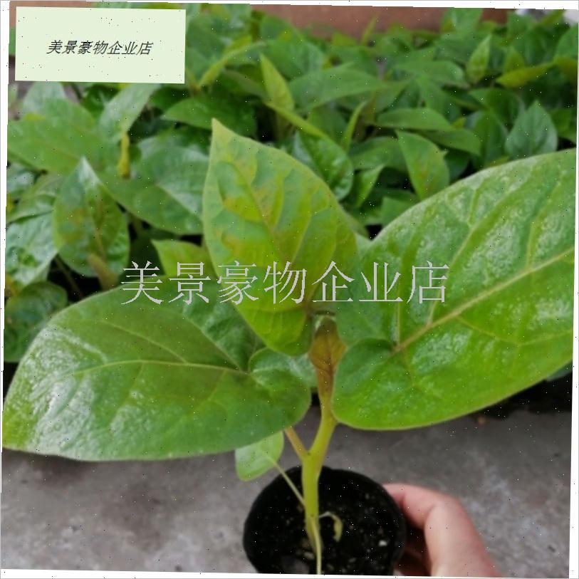 老种大树番茄树苗甜p脆水果树苗盆栽地栽南北方庭院当年结果.