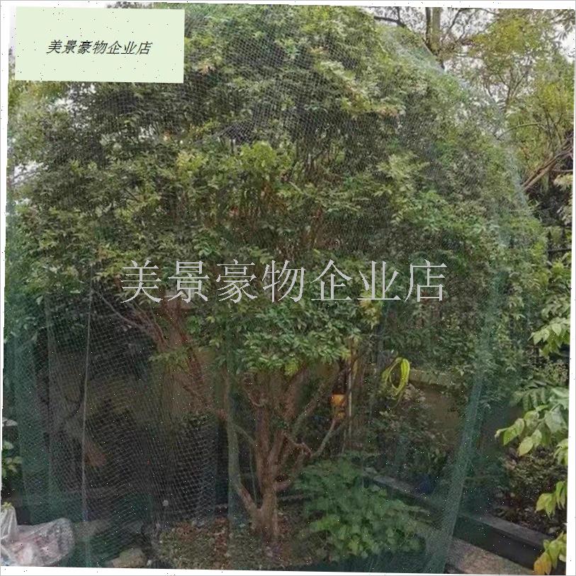 果树专用防鸟网罩樱桃枇杷葡萄嘉D宝果蓝莓种植T家庭庭院养殖果.