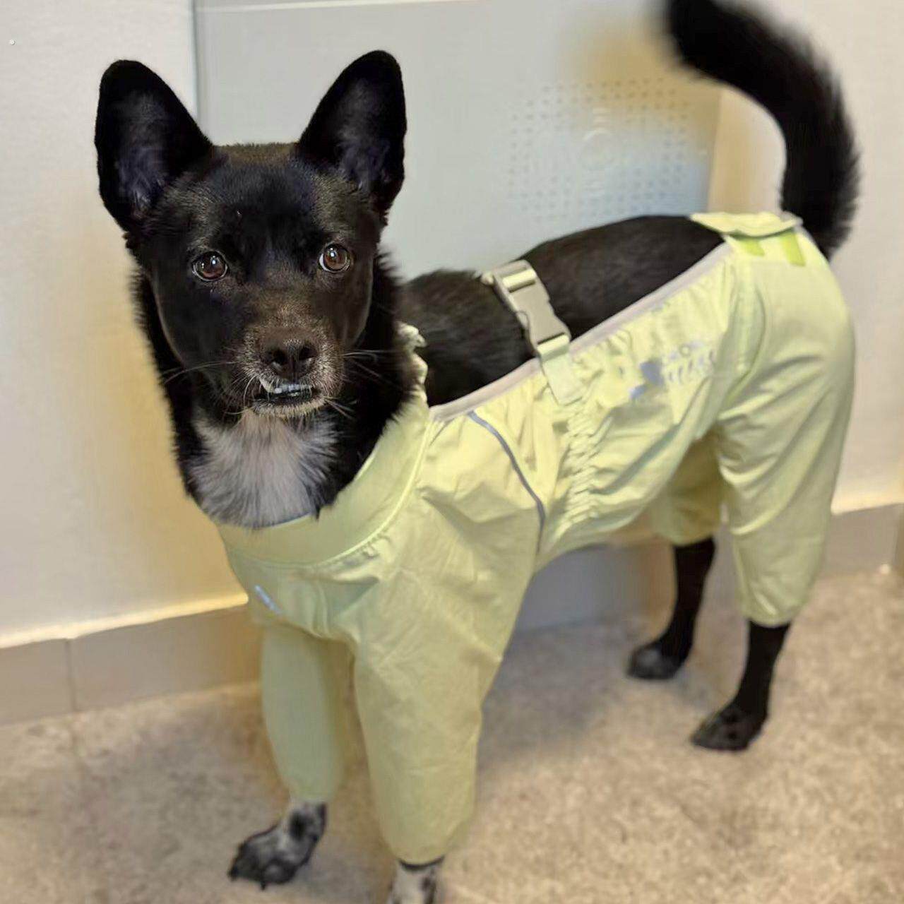 宠物衣服狗狗防脏腿裤户外防尘防尿防脏腿裤长毛大型犬巨贵
