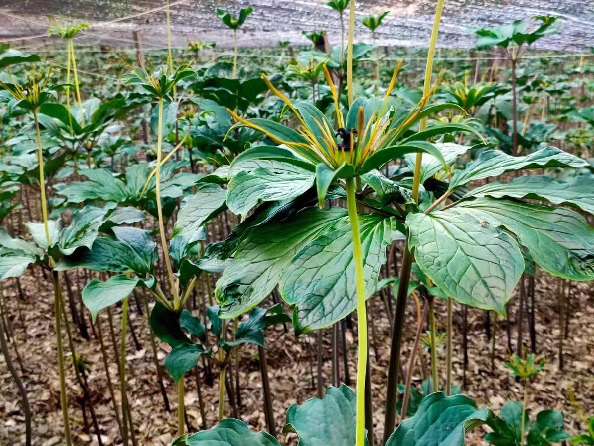 云南山区重楼中药材七叶一枝花非种植原始森林采挖农产品重楼