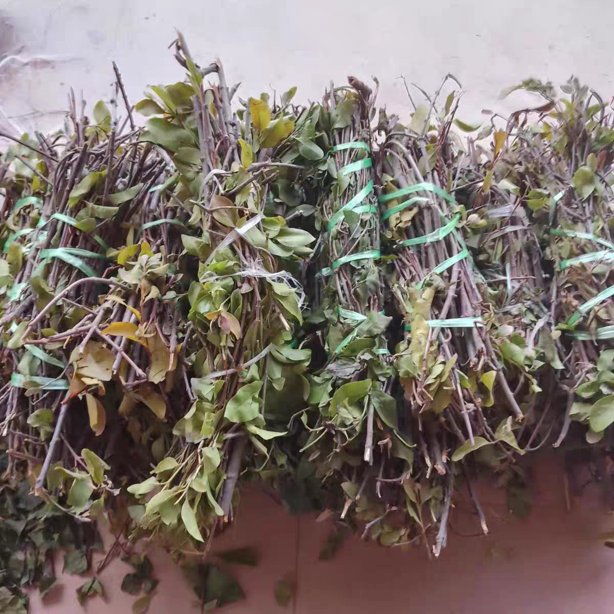 云南山区农村正宗松树寄生草寄生茶老树现采带松枝寄生茶包邮