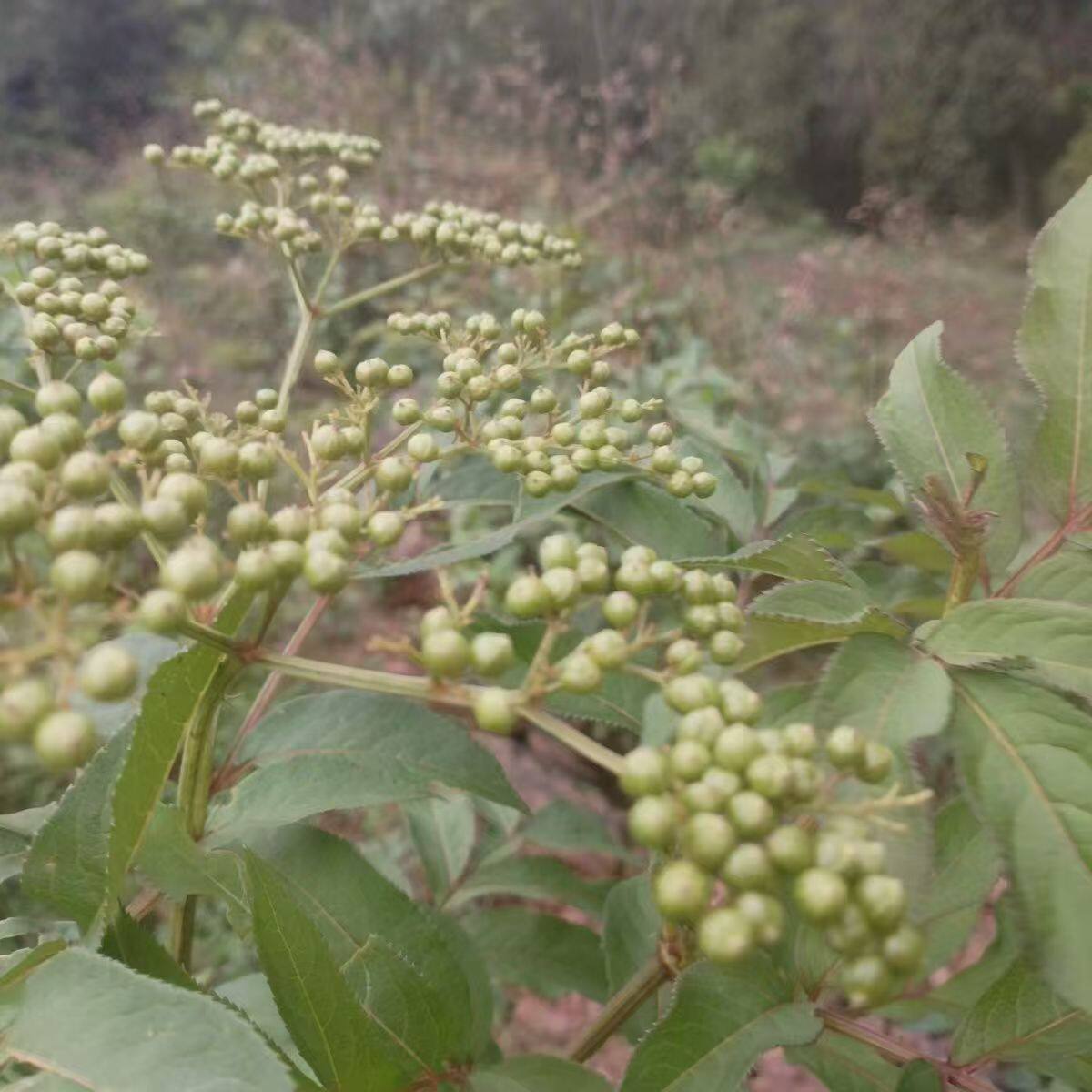 接骨草新鲜陆英四川深山排风藤八棱麻大臭草秧心草小接骨丹中草药