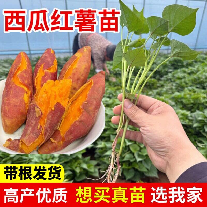 西瓜红薯苗红心糖心蜜薯苗烟署苗冰糖哈密种苗板栗红薯秧苗带根发