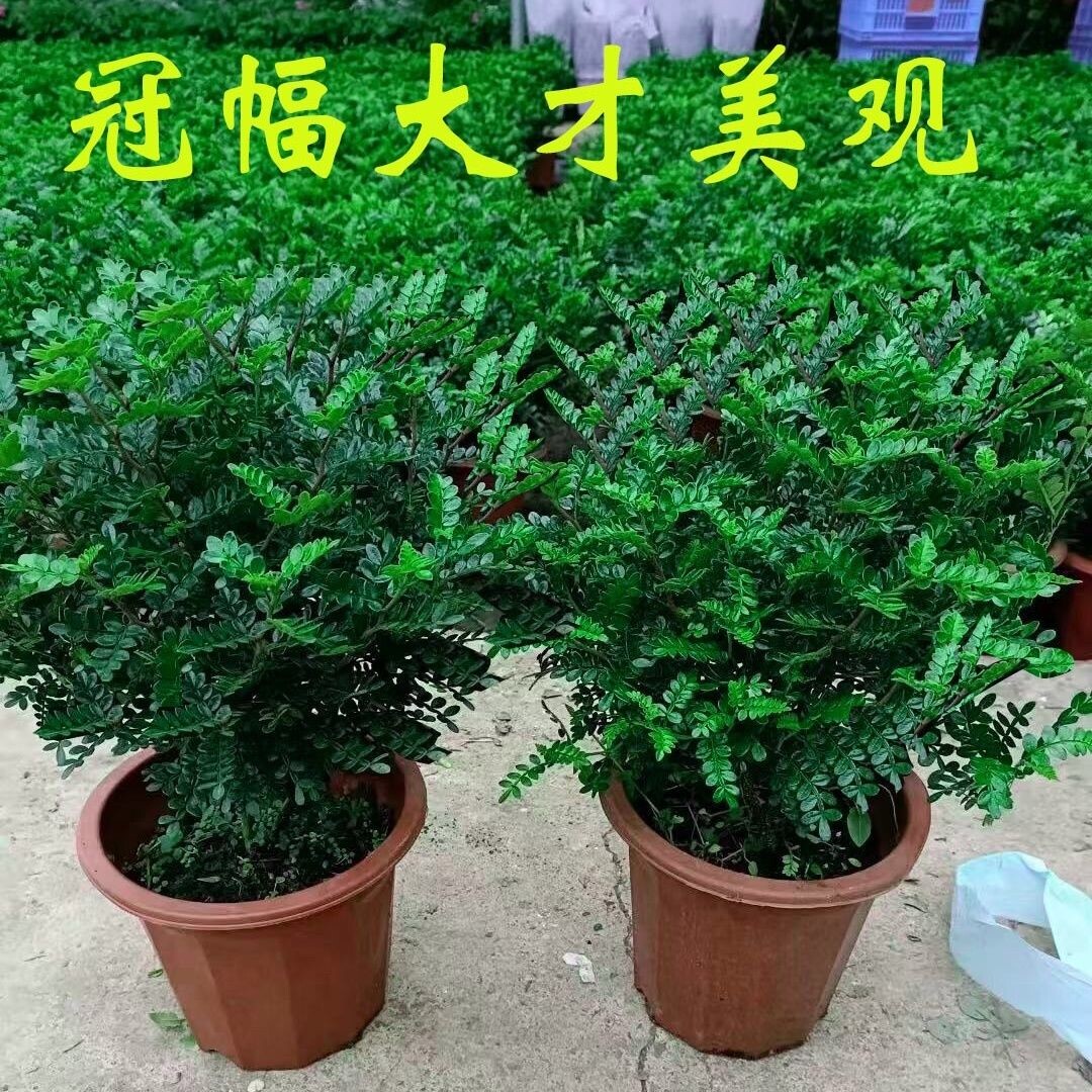 爆盆清香木胡椒木蛋糕西餐甜品装饰点缀好养盆栽可食用植物叶子