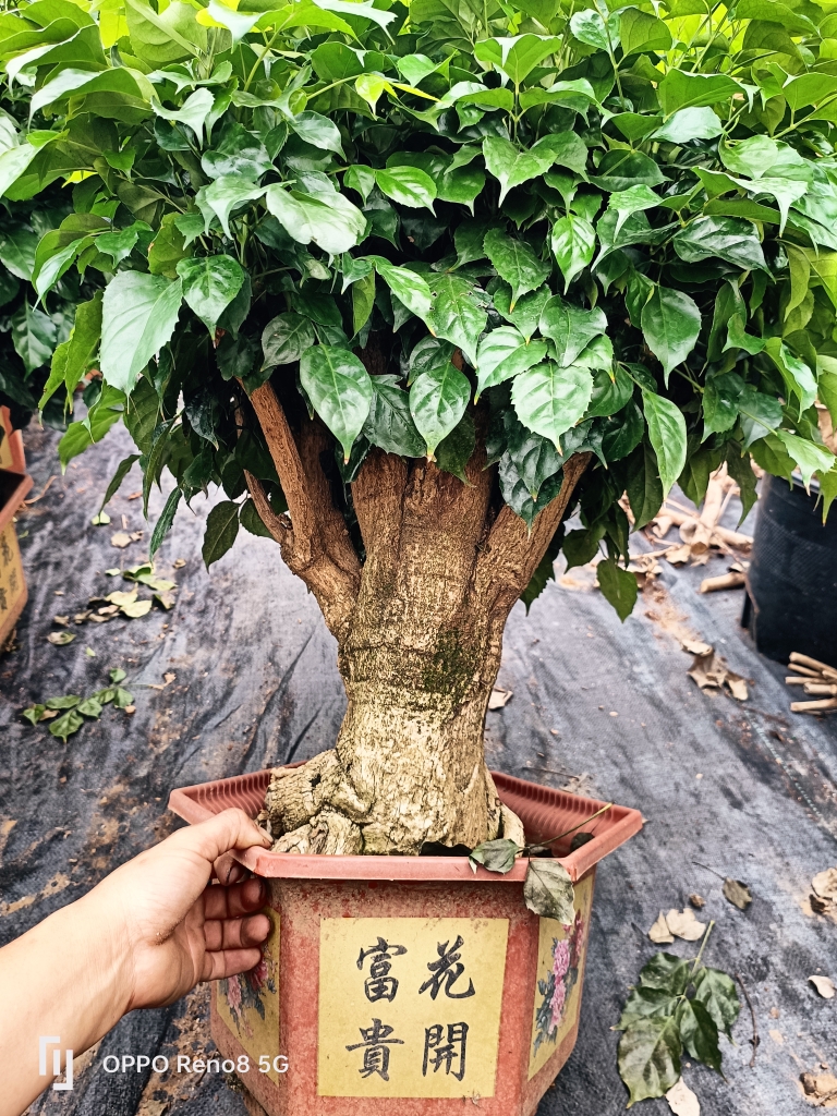 独杆棒棒糖幸福树客厅盆栽大绿植办公室内四季常青好养发财树植物