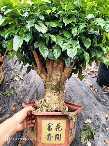独杆棒棒糖幸福树客厅盆栽大绿植办公室内四季常青好养发财树植物