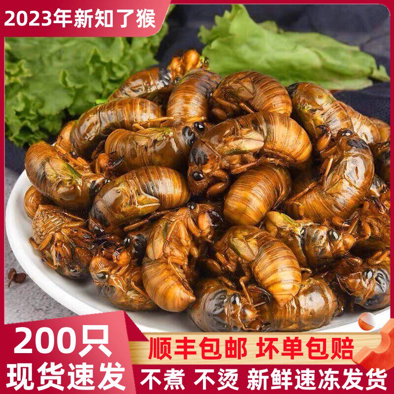 新鲜2024年知了猴金蝉活体速冻