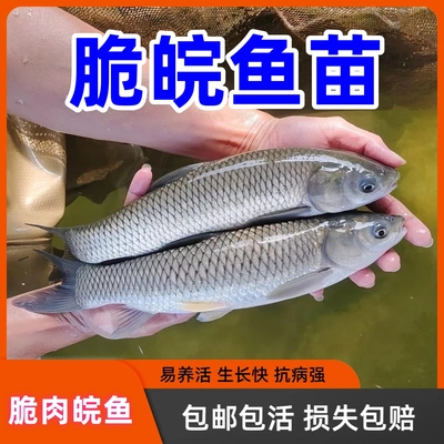 草皖鱼苗脆肉皖草混子大种草鱼