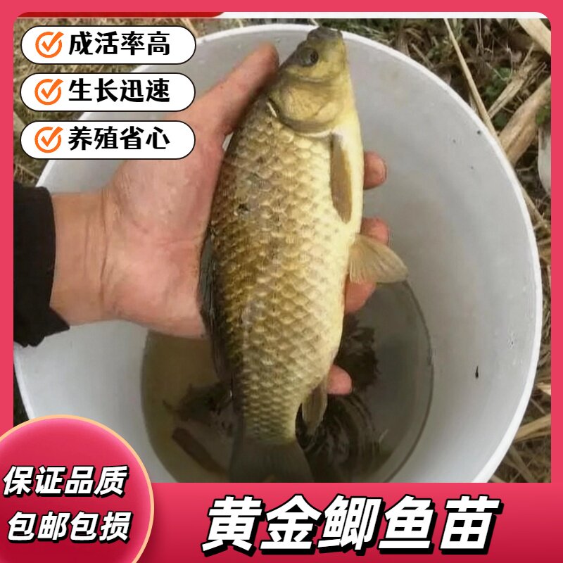 黄金鲫鱼苗活体5个月大鲫鱼观赏鱼苗养殖鱼苗包邮包活现货先发