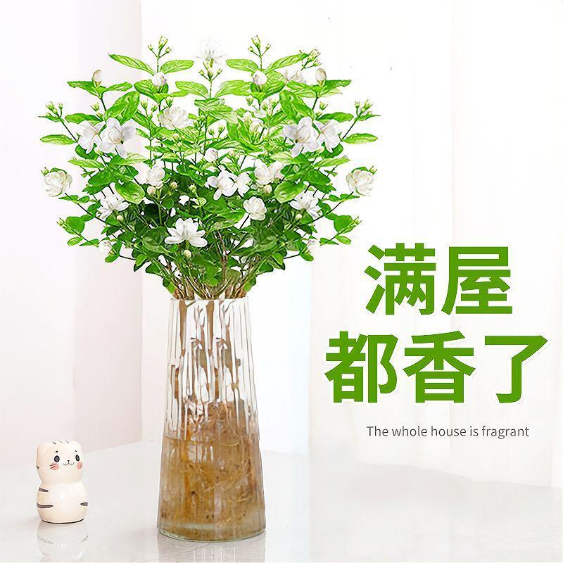 【满屋子都香了】 茉莉花水培植物盆栽办公室内桌面好养懒人鲜花
