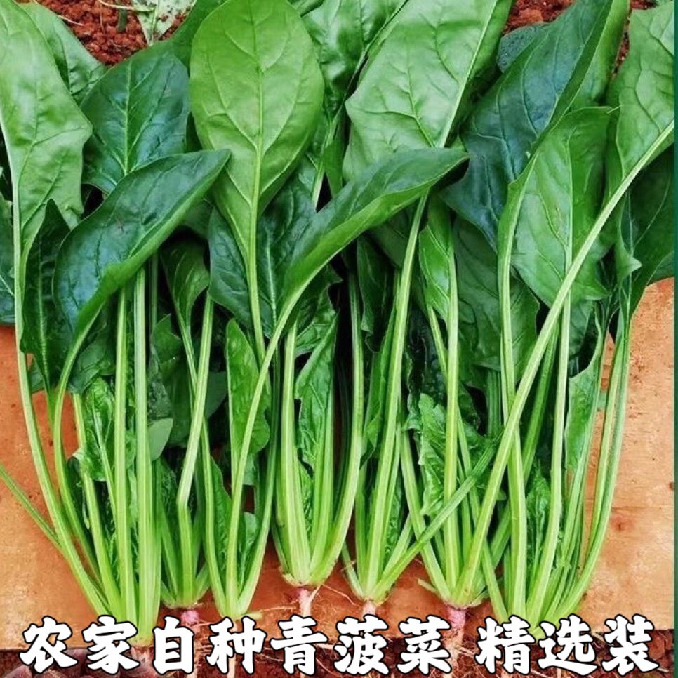 新鲜菠菜 新鲜蔬菜 农家自种青菜菠菜小菠菜现摘现发农家菜包邮