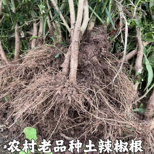 新鲜辣椒根中药材朝天椒根小米椒根土辣椒秧根 辣椒根头包邮