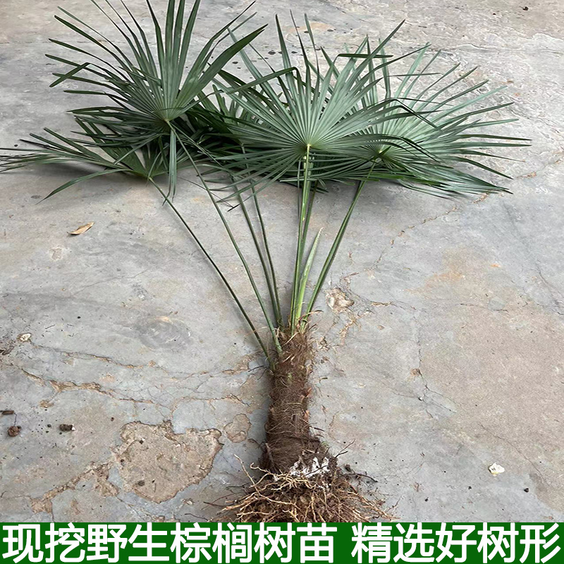 树苗棕榈野生绿植扇子棕榈树别墅