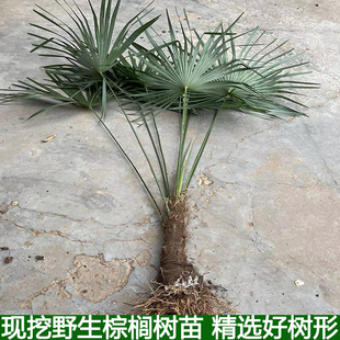 棕树苗棕榈树苗扇子树葵蒲扇棕竹苗棕榈大树别墅绿植野生棕榈树