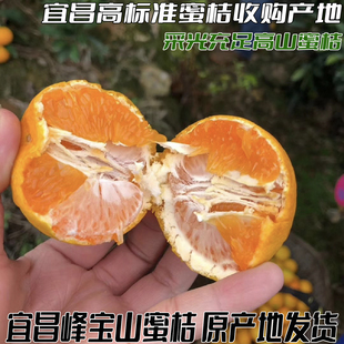 正宗宜昌蜜桔青皮蜜橘新鲜当季水果蜜桔柑橘酸甜桔子孕妇水果整箱