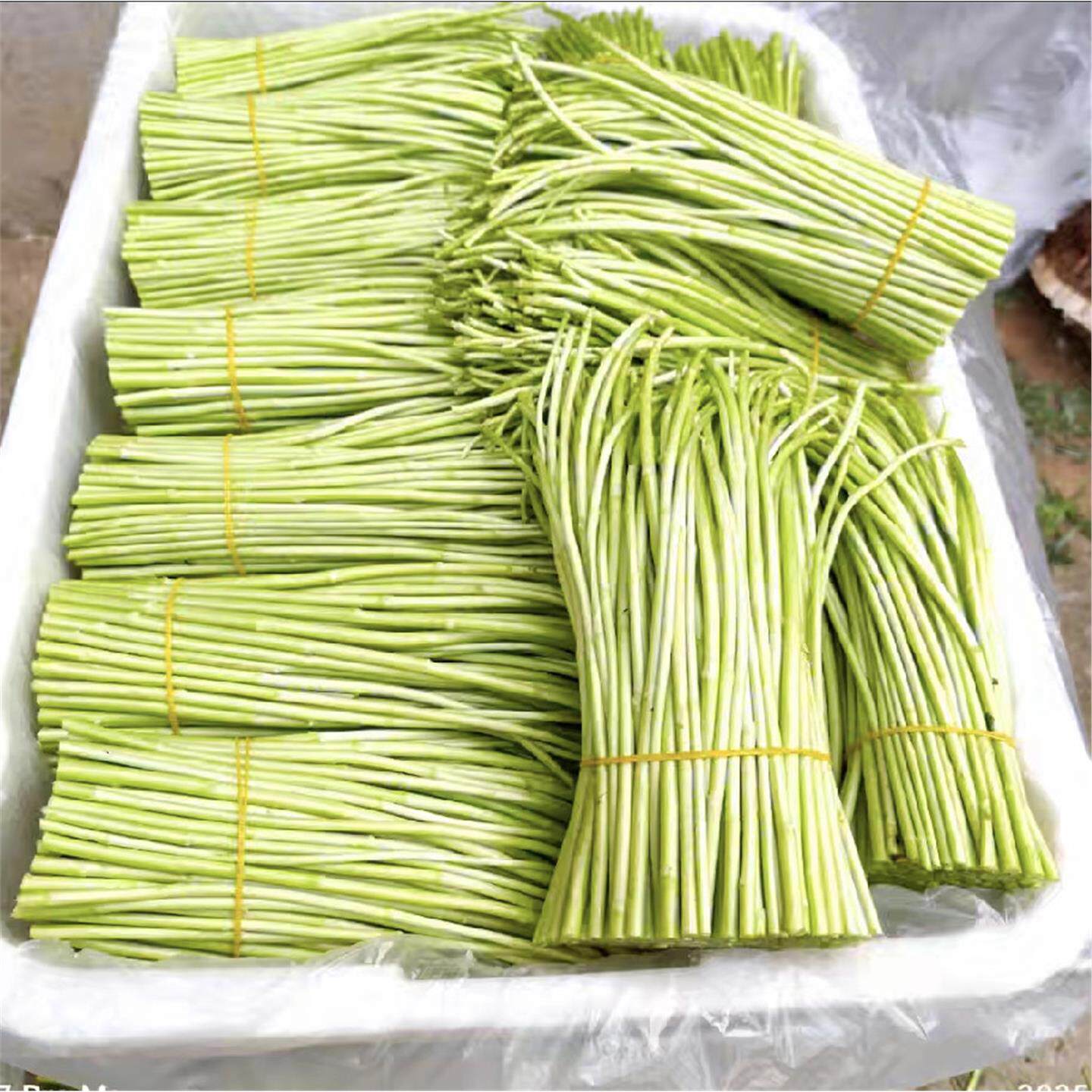 新鲜藜蒿去叶农家时令蔬菜泥蒿芦蒿现摘现发农家自种蔬菜