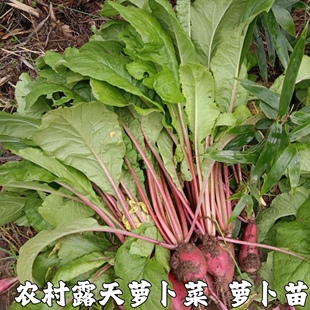 农家新鲜萝卜菜萝卜梗当季青蔬菜红皮小萝卜红萝卜缨子嫩萝卜苗