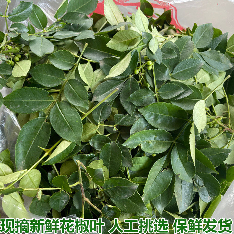 新鲜花椒芽花椒叶土花椒嫩芽花椒树叶麻香湖北宜昌现摘包邮
