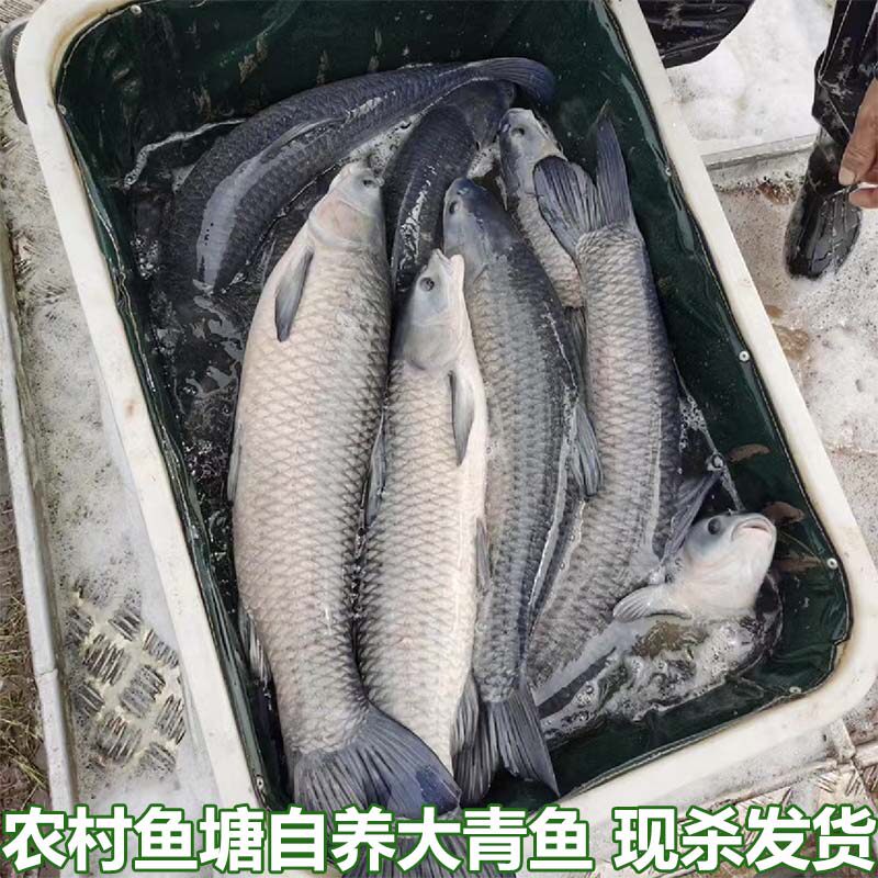 湖北宜昌农村自家鱼塘大青鱼鲜活现杀新鲜大螺丝青鱼非草鱼淡水鱼