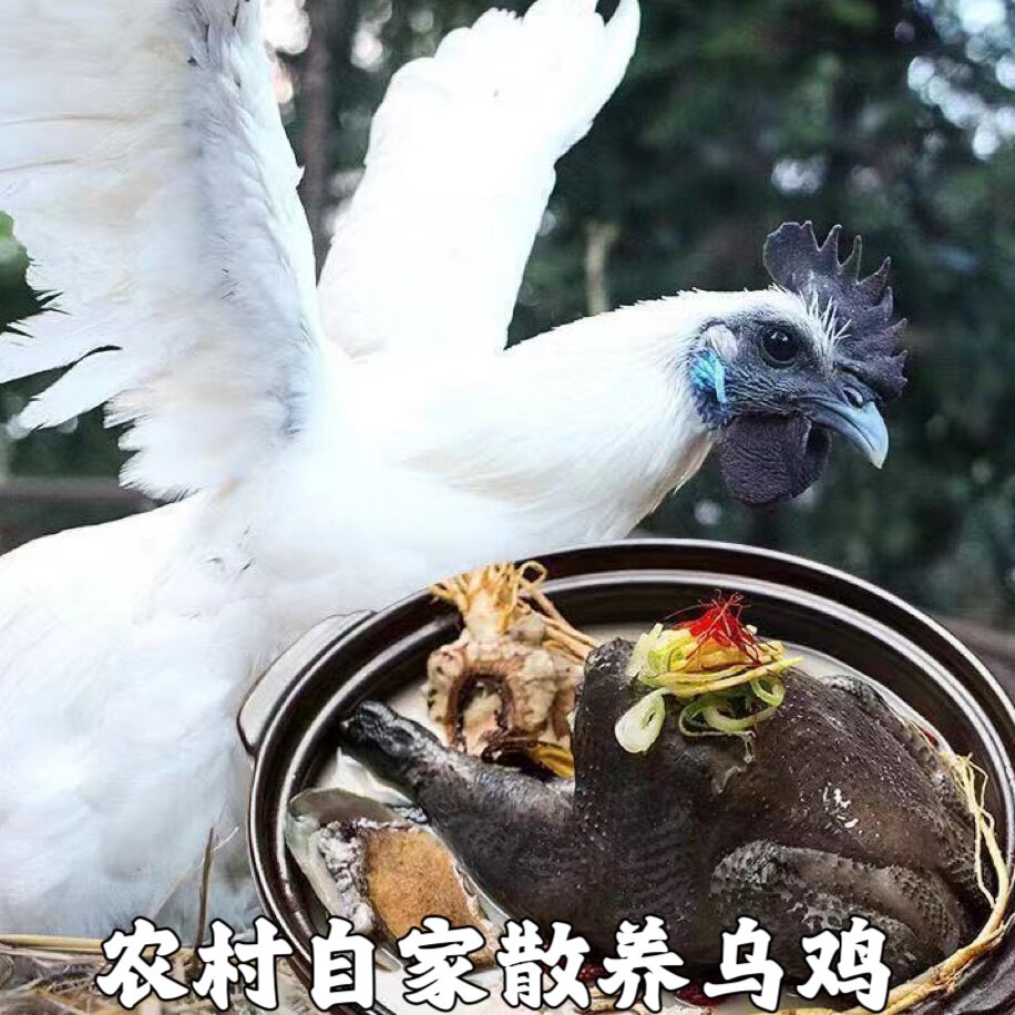 白凤乌鸡新鲜现杀整只正宗土乌鸡农家散养乌鸡五黑鸡乌骨鸡老母鸡