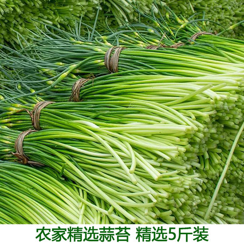农家现摘新鲜现摘蒜苔蒜薹