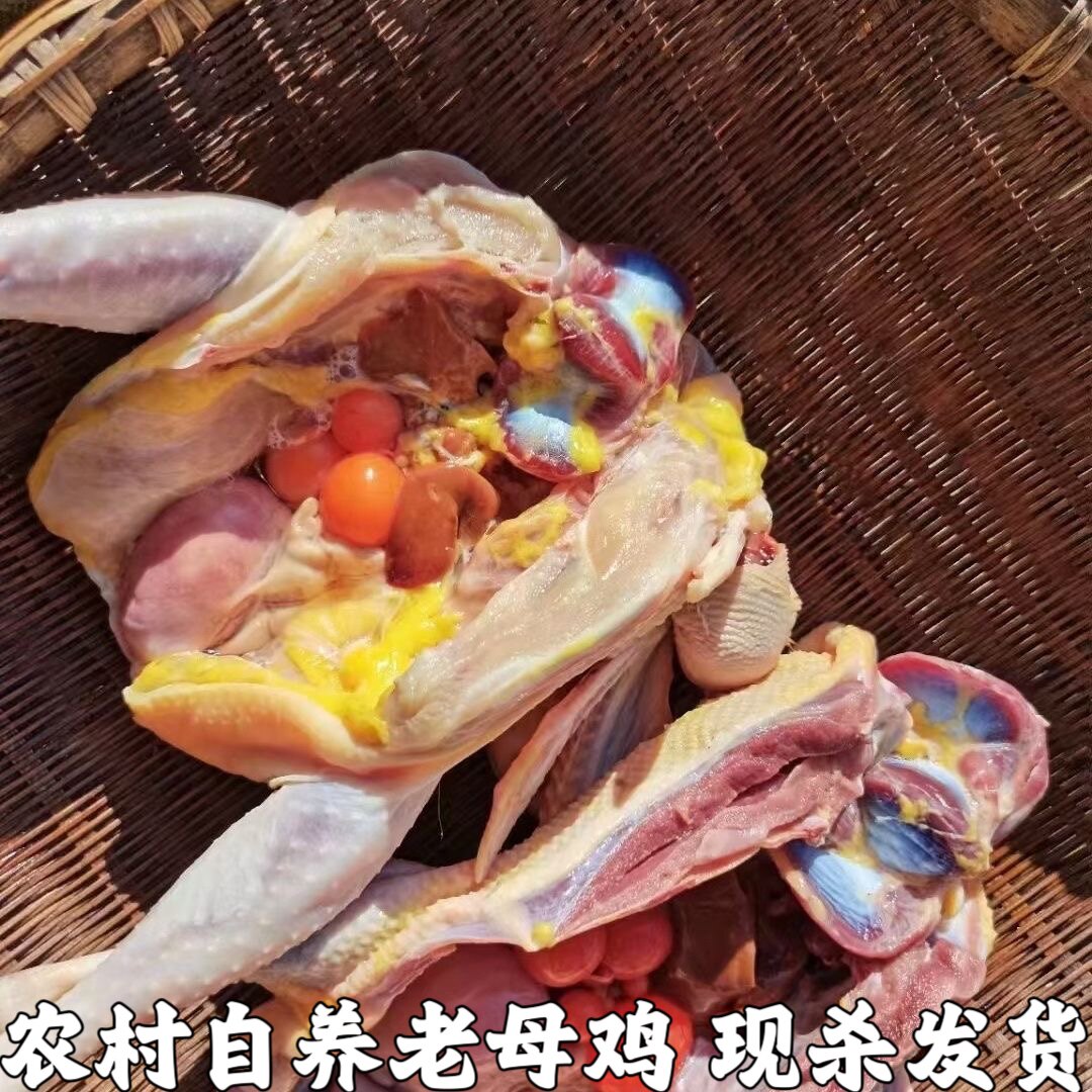 深山收购农家散养土鸡新鲜现杀