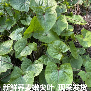 包邮 湖北现摘新鲜野荞麦叶苦荞头苦荞兰 野荞兰万年荞金荞野蓝桥