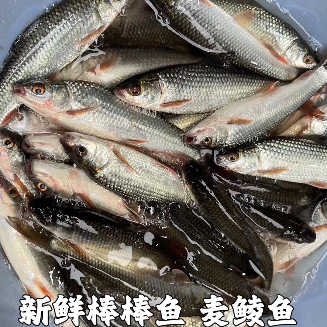 棒棒鱼 麦鲮鱼 鲮鱼 雪鲮 鲮公 花鲮 土鲮鱼 棍棍鱼新鲜水产包邮