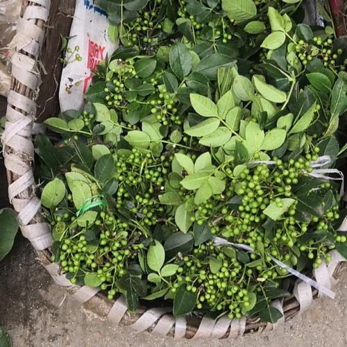 新鲜青花椒湖北宜昌农家青花椒本地土花椒新花椒生麻椒鲜青藤椒