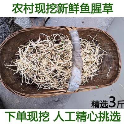 新鲜折耳根凉拌即食 湖北特产农家自种节侧儿根现挖3斤包邮鱼腥草