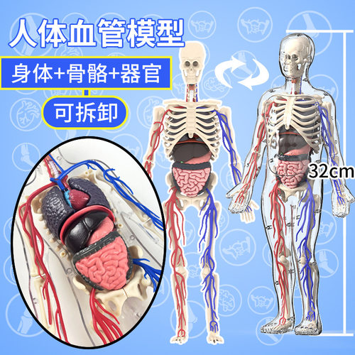 人体结构模型可拆卸拼装器官骨骼3d身体内脏医学生物解剖儿童玩具