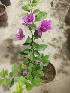 三角梅紫罗兰盆栽带花四季开花植物阳台庭院花卉原生六翼天使