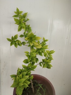 原生粉红豹三角梅可养高飘冠幅