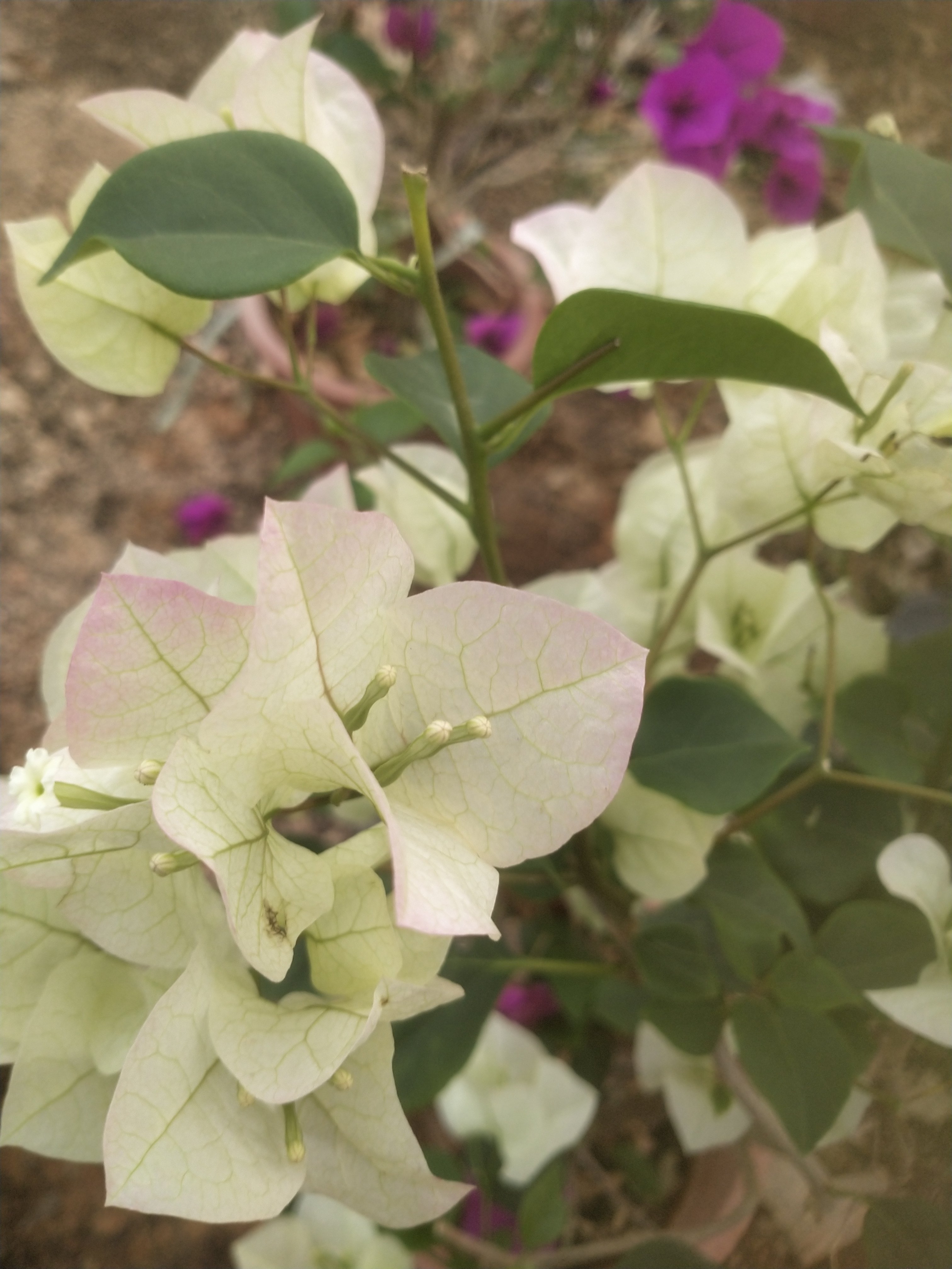 原生的绿叶樱花三角梅小红盆