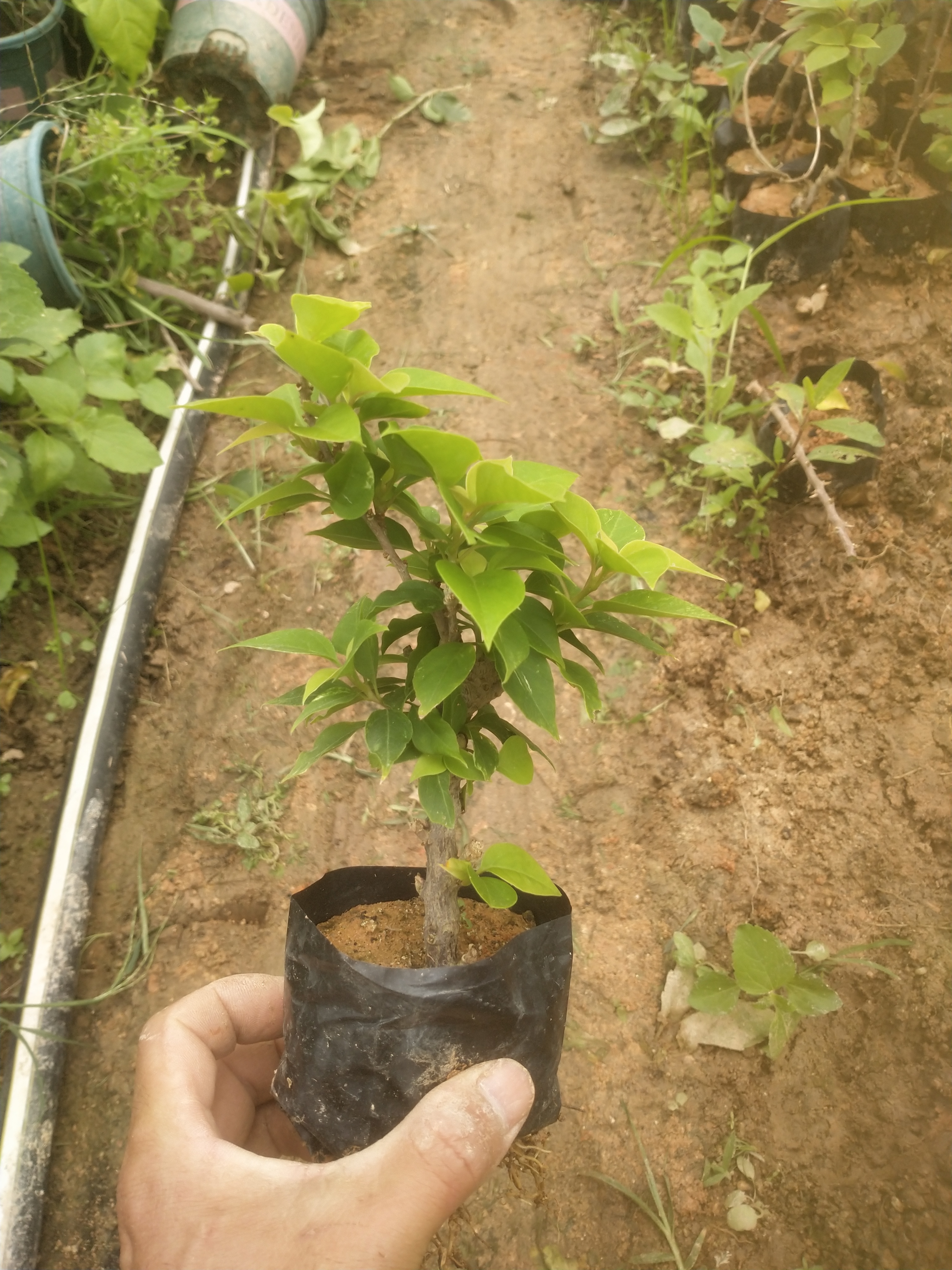 塔类三角梅袋苗可以养蘑菇型