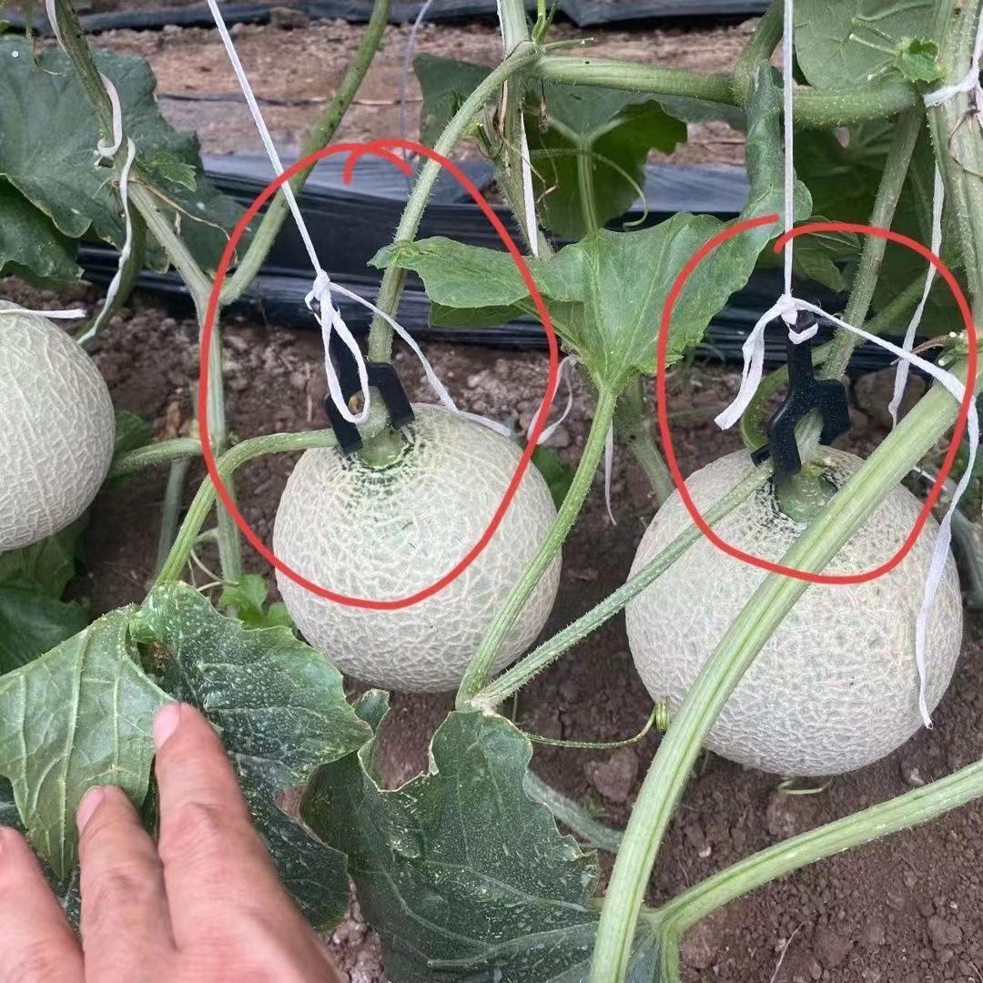 网纹瓜吊钩甜瓜吊钩挂钩西瓜玟珑瓜吊钩哈密瓜钩吊瓜钩塑料吊瓜钩