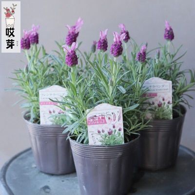 进口西班牙薰衣草种子 Bandera Pink 恬雅粉 宿根盆栽香草小耳朵