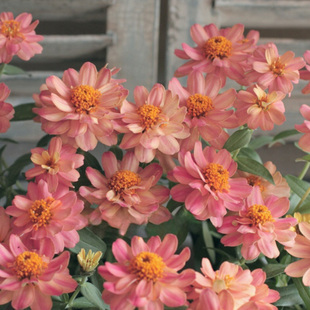 进口矮生重瓣小百日草种子合集三深三文鱼色渐变树莓波纹白色耐热