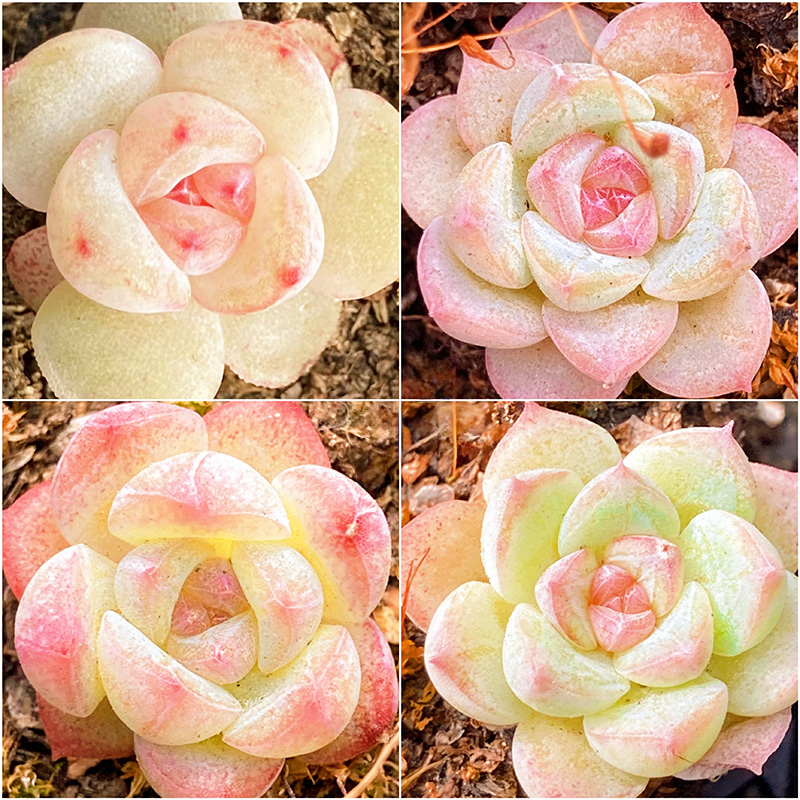 美梦种子明月心暗纹玻璃体钻石纹冰心多肉种子盆栽植物花卉种籽苗