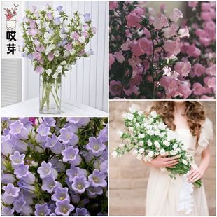进口切花风铃草种子 坎特伯雷的钟声 Canterbury Bells 多色可选