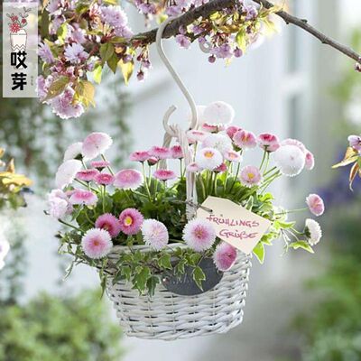 进口雏菊种子草莓奶油Tasso Strawberries&Cream观花盆栽植物花卉