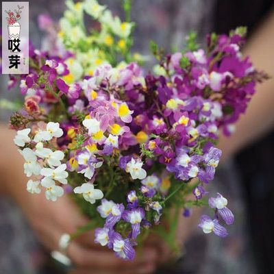 进口矮生型柳穿鱼种子 糖果混色 Sweeties Mix 庭院阳台盆栽花卉