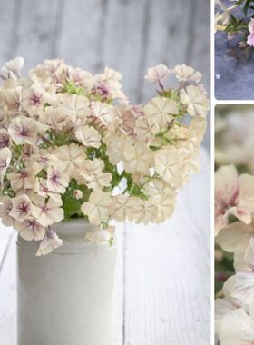 进口福禄考种子 焦糖布丁 Creme Brulee四季阳台盆栽鲜花切花种籽