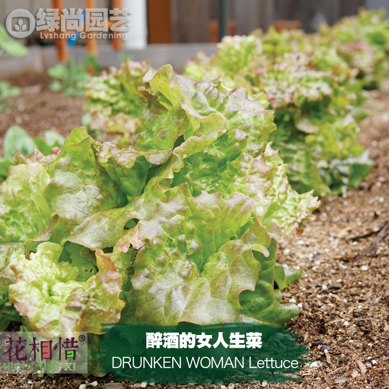 醉酒女人生菜种子进口四季播种地栽阳台盆栽蔬菜种籽红桃花心生菜
