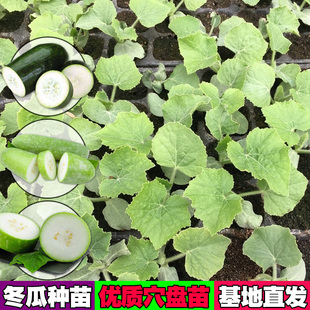 冬瓜苗春季庭院阳台地盆栽蔬菜苗粉皮大冬瓜种子苗早春小冬瓜秧苗