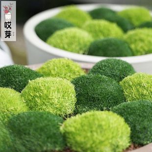 进口爱尔兰珍珠草种子 石竹宿根多年生庭院盆栽苔藓地被植物草坪