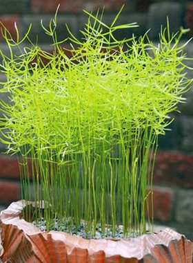 武竹种子 桌面阳台盆栽植物花卉 四季播种小森林万年青水培植栽